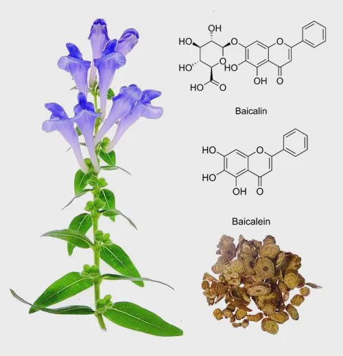 中藥成分黃芩苷與黃芩素可顯著抑制新冠病毒